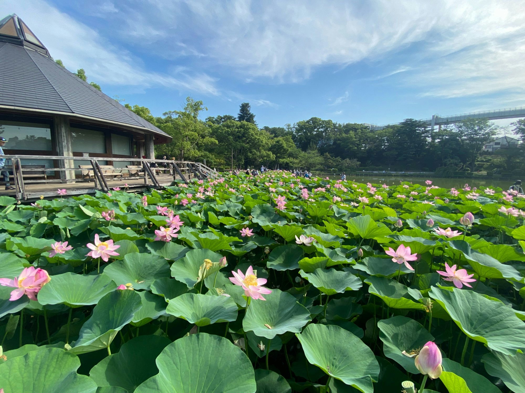 🌳 지바 공원 (치바코엔) 이미지 6